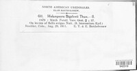 Melampsora bigelowii image